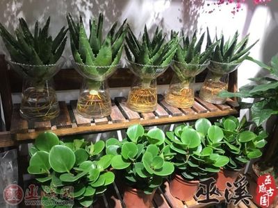 健康過元宵，綠色植物成禮品“新寵”
