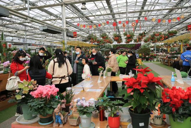 “花”樣過大年！青島市年宵花節市場銷售火爆 逛花市成為新春新風尚